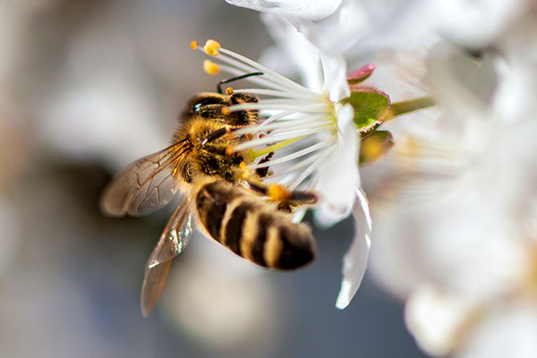 Biene mit Pollen