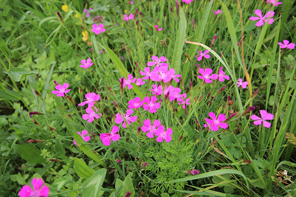 Blumenwiese