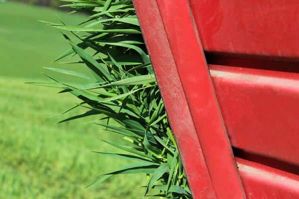 Das Gerstengras wird direkt in die Trocknungsanlage gebracht