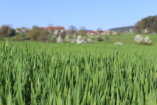 Zeit für die Ernte