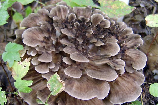 Maitake