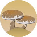 Shiitake